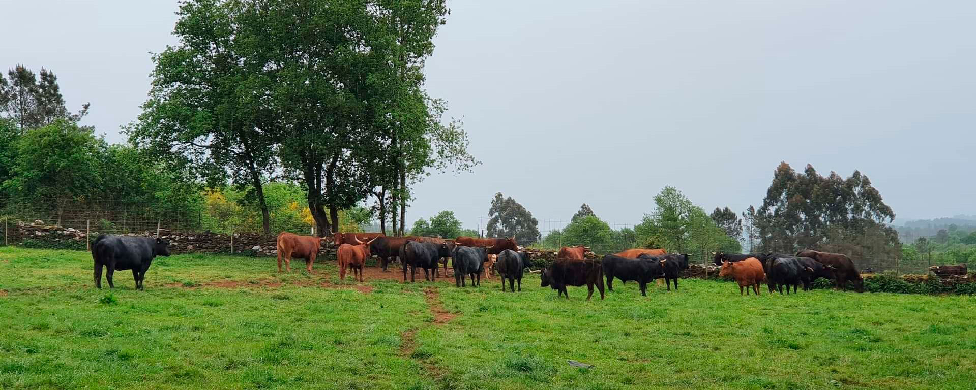 Animales en el exterior de Finca Terranoble