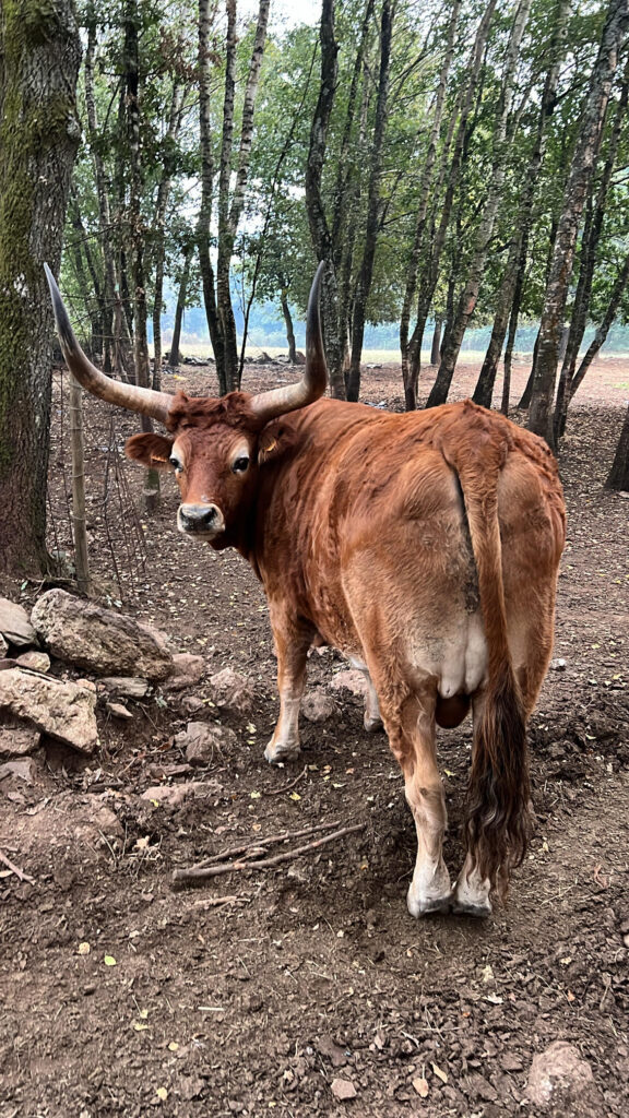 Buey de Finca Terranoble