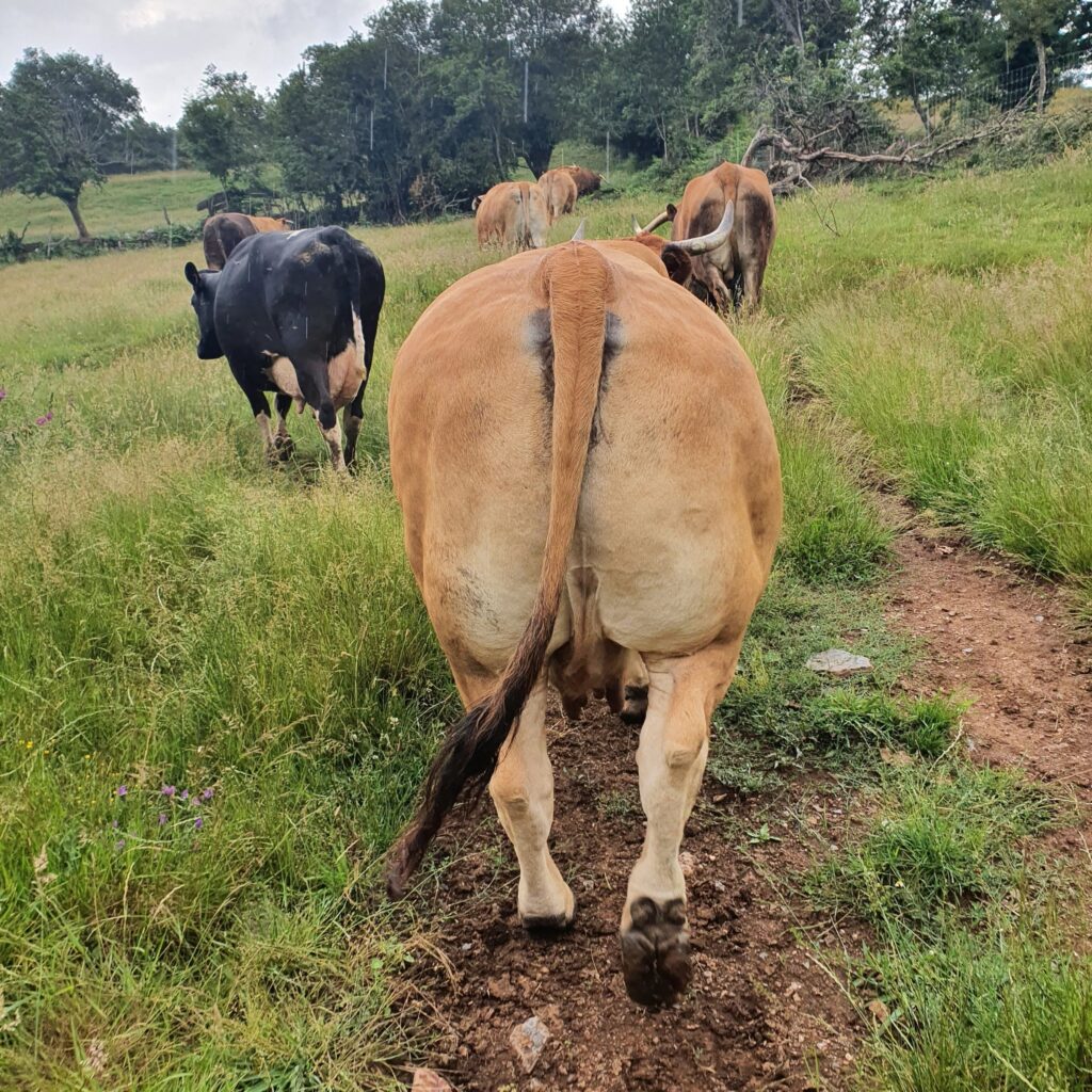 Vacas y bueyes en la finca