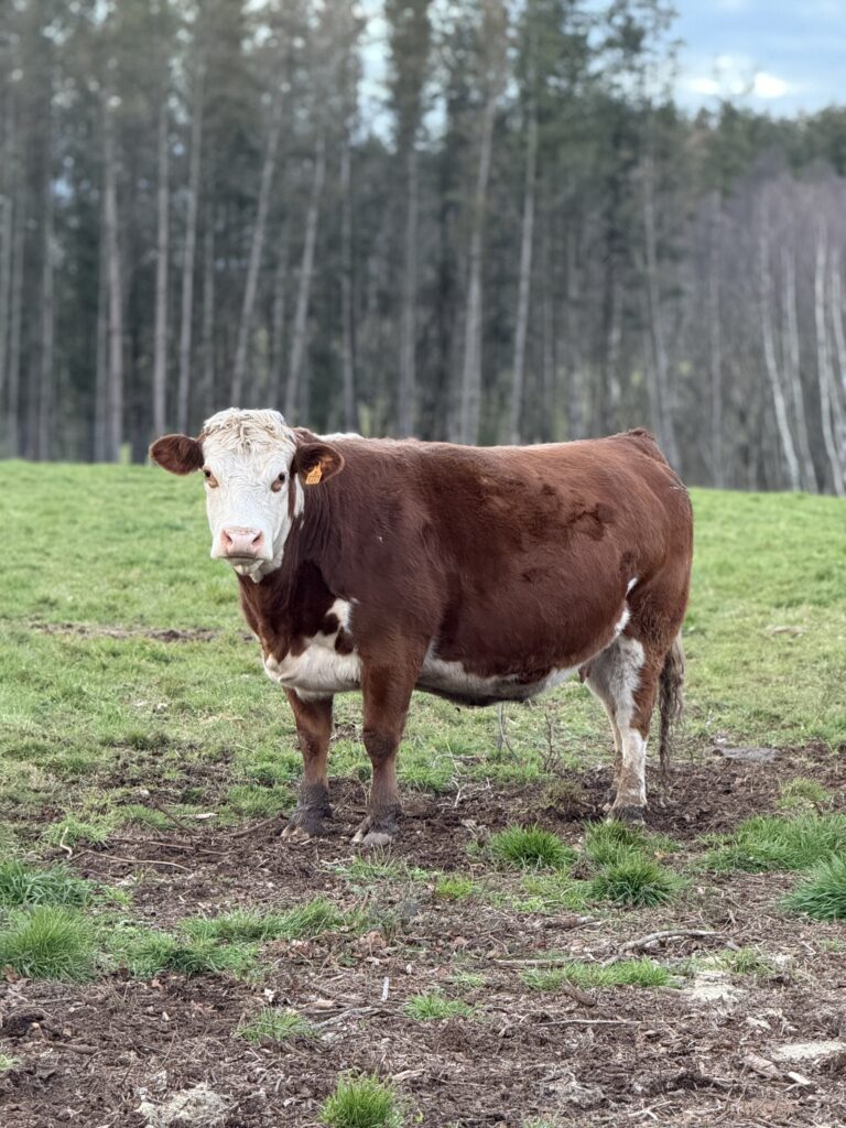 Cruce seleccionado · Angus × Hereford · Finca Terranoble