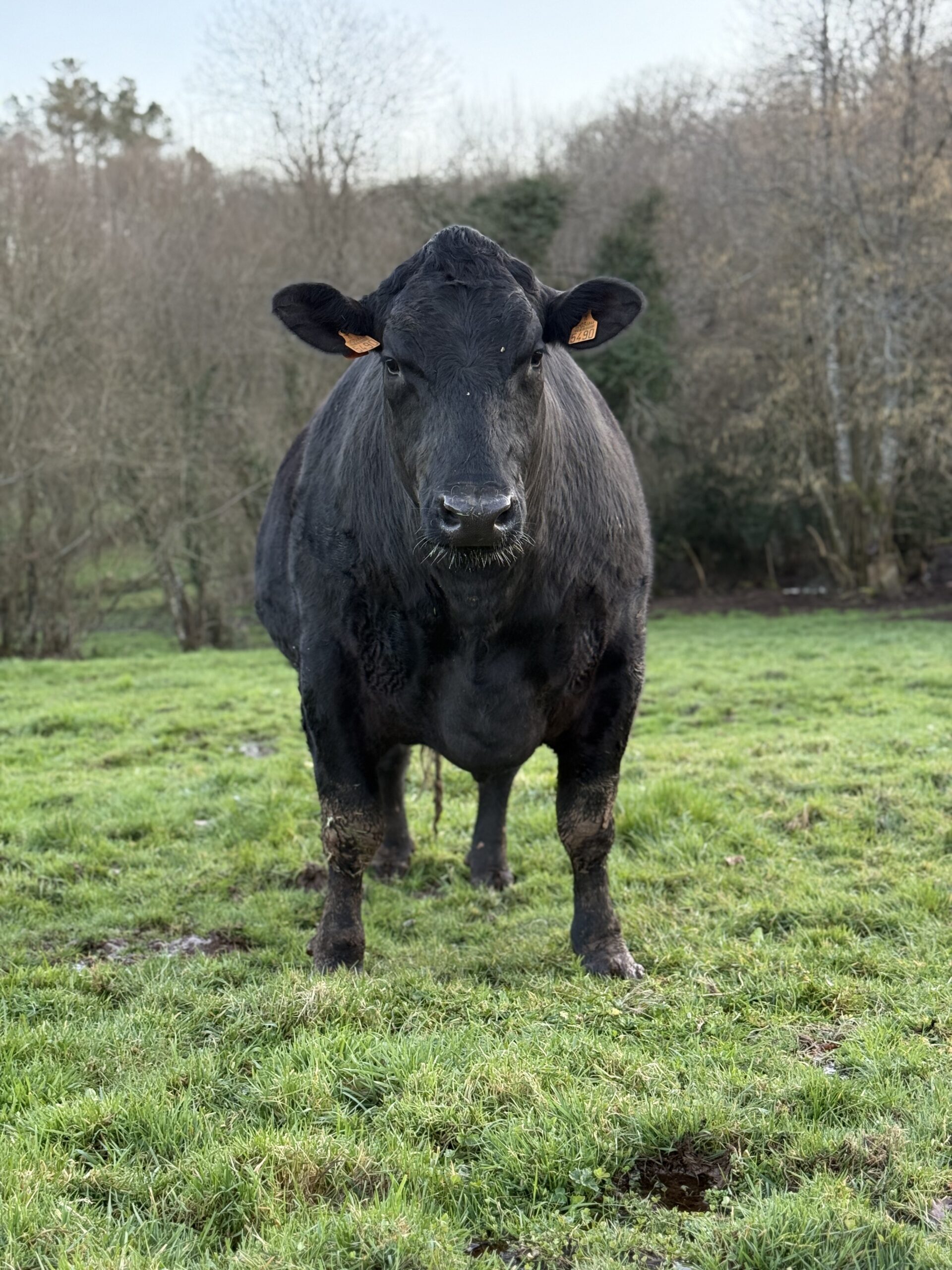 Frisangus ox · Finca Terranoble