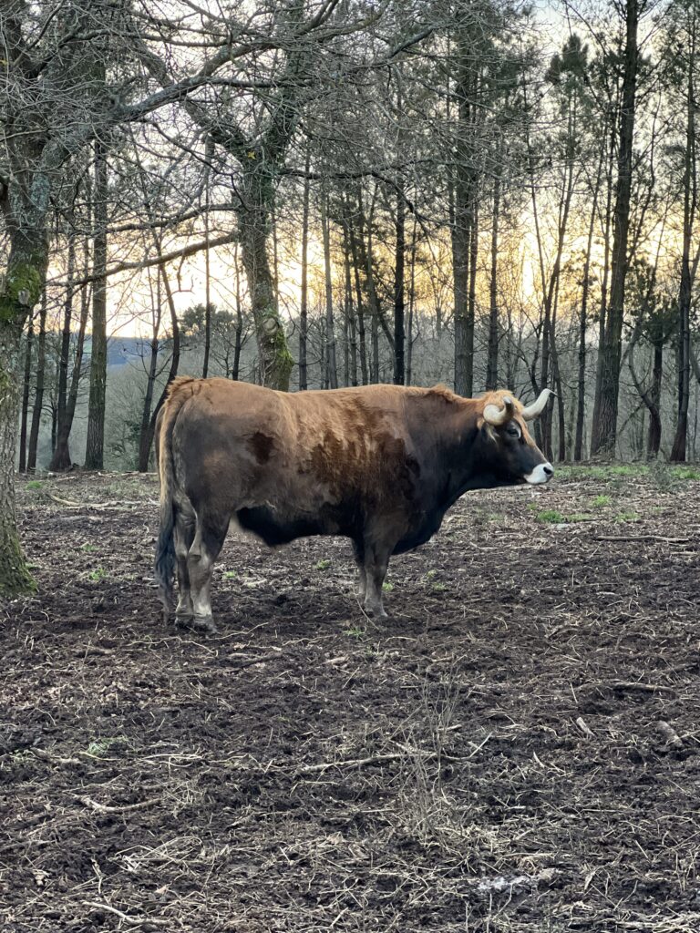 Buey Vianés al atardecer · Finca Terranoble