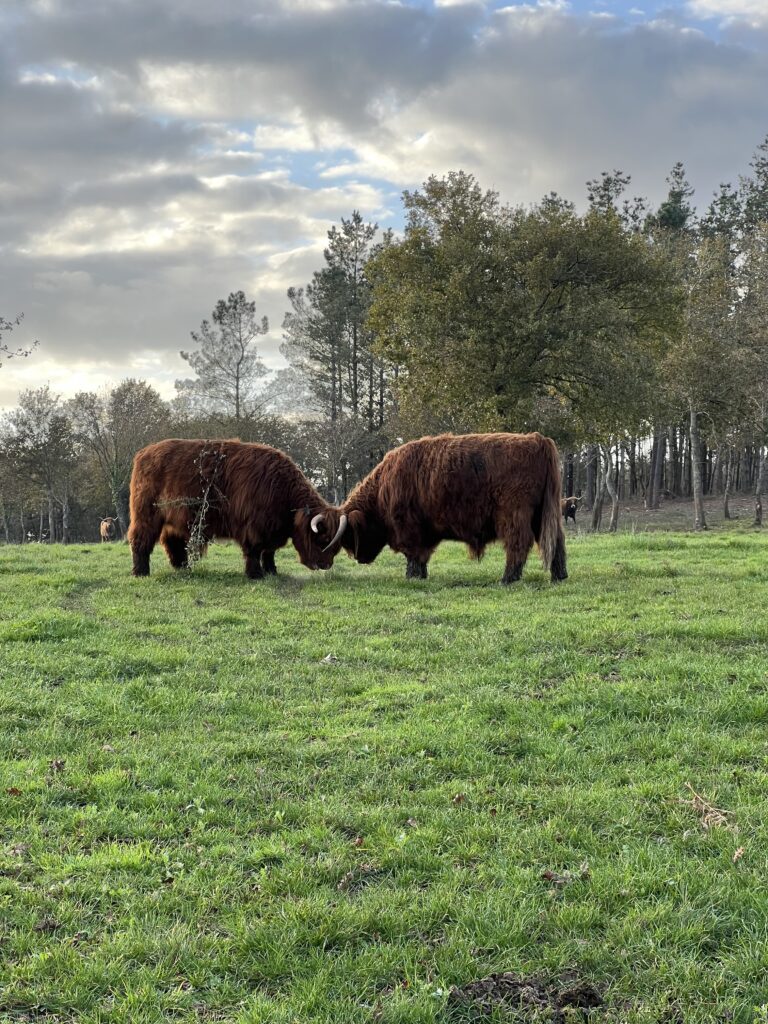 Bueyes Highland · Finca Terranoble
