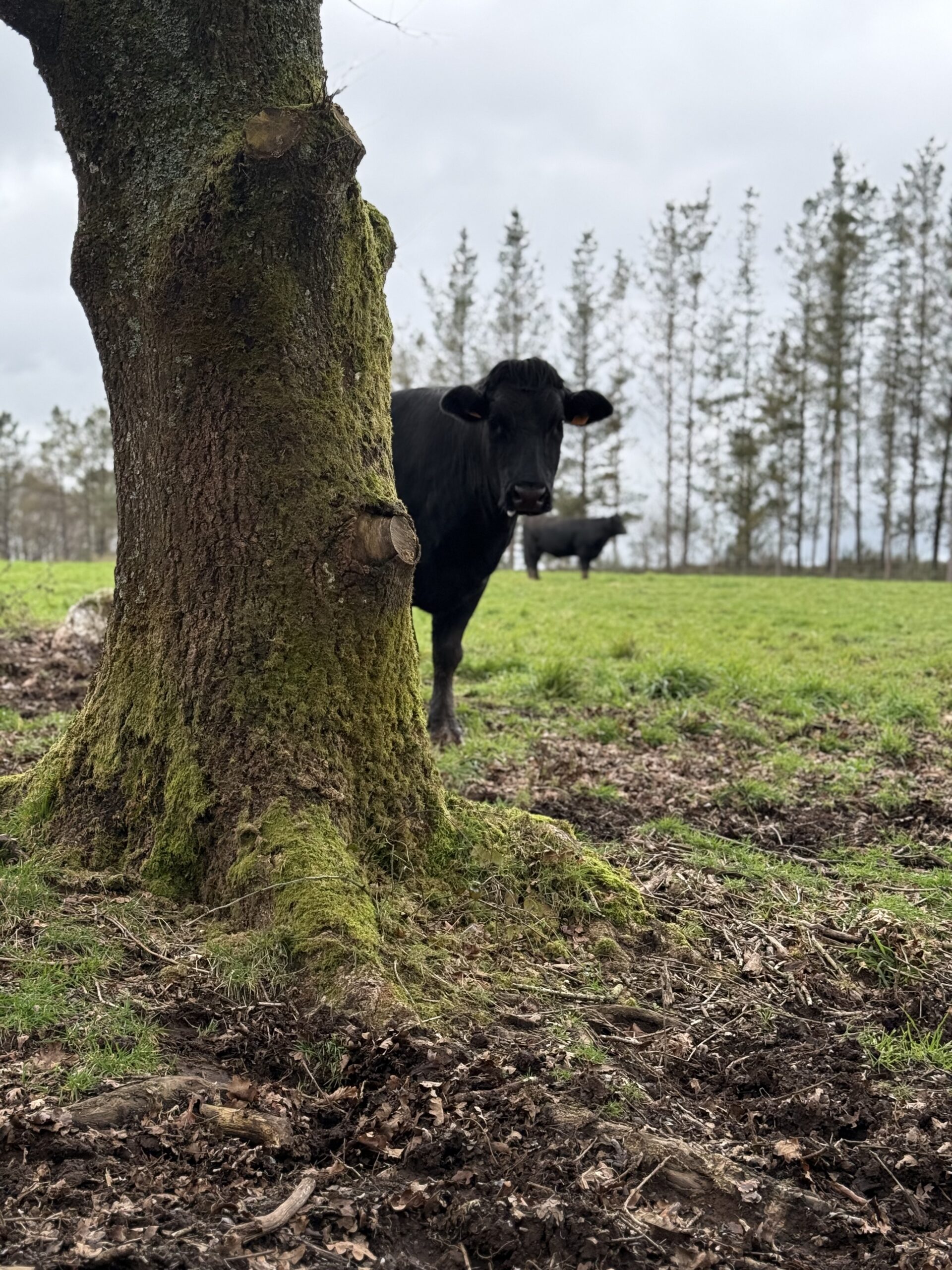 Cow on the estate · Finca Terranoble