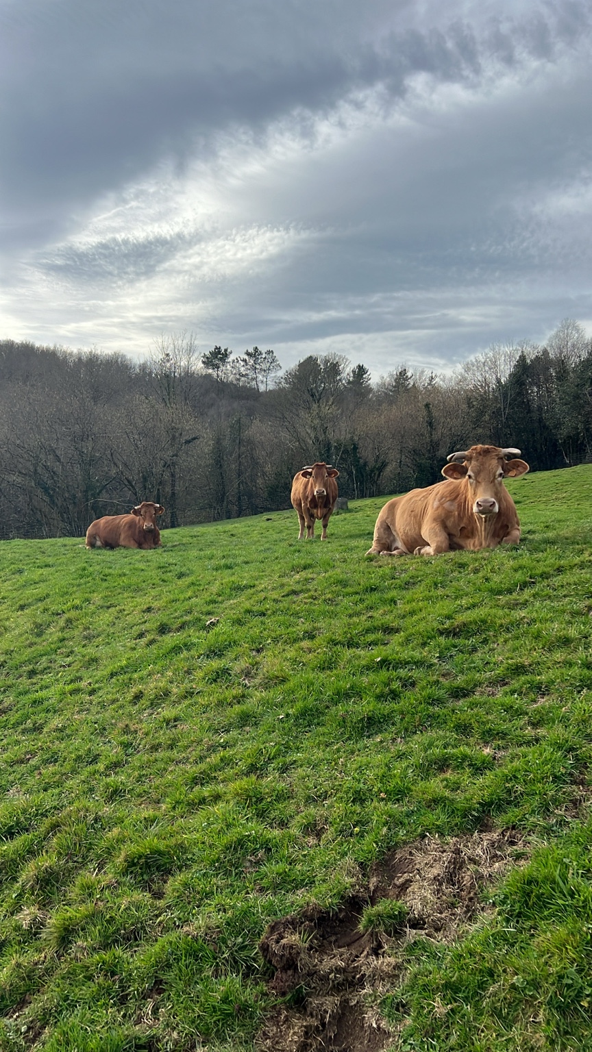 La vida en la finca · descanso al aire libre · Finca Terranoble