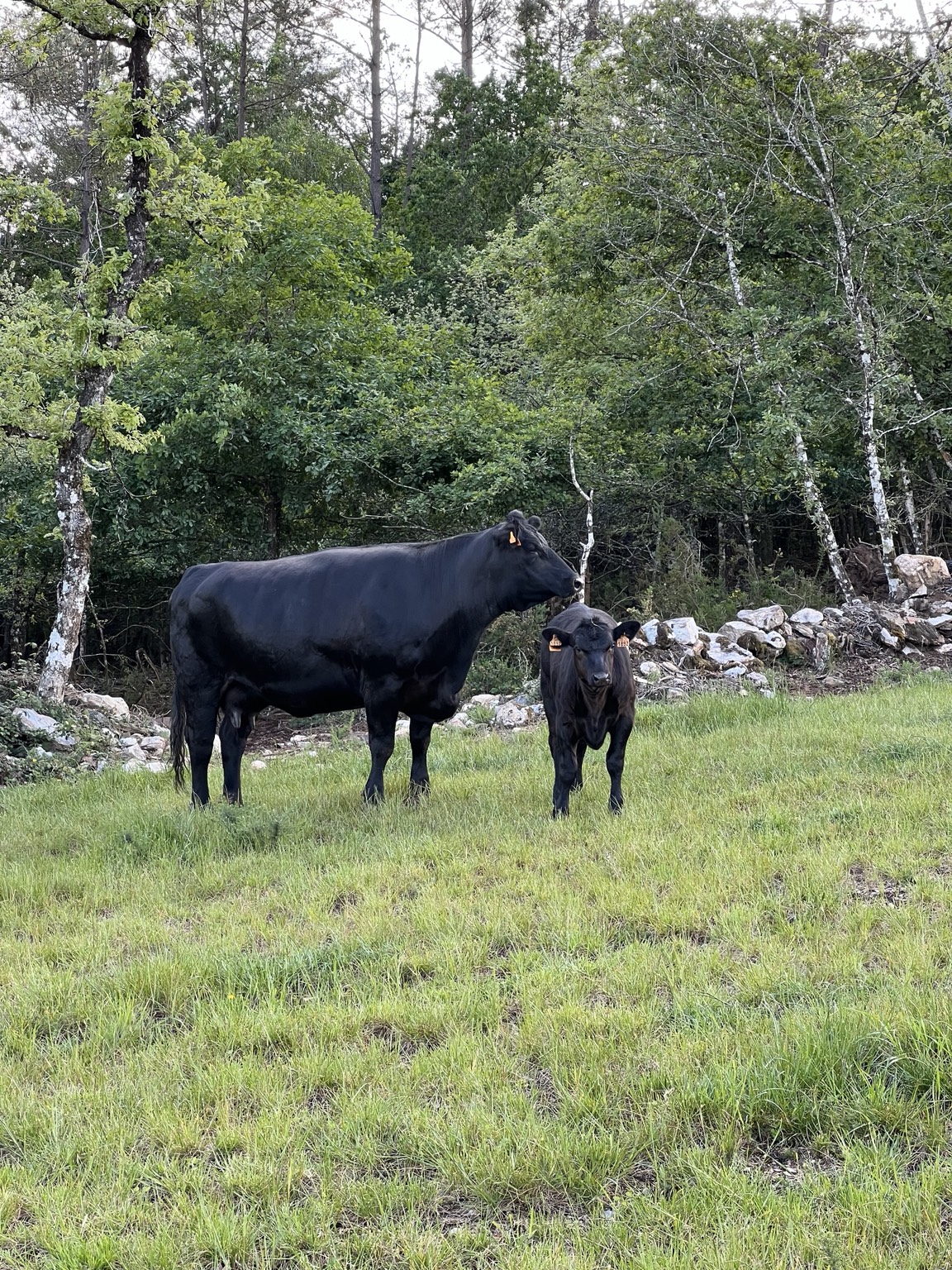 Vaca y cría en la finca · Finca Terranoble
