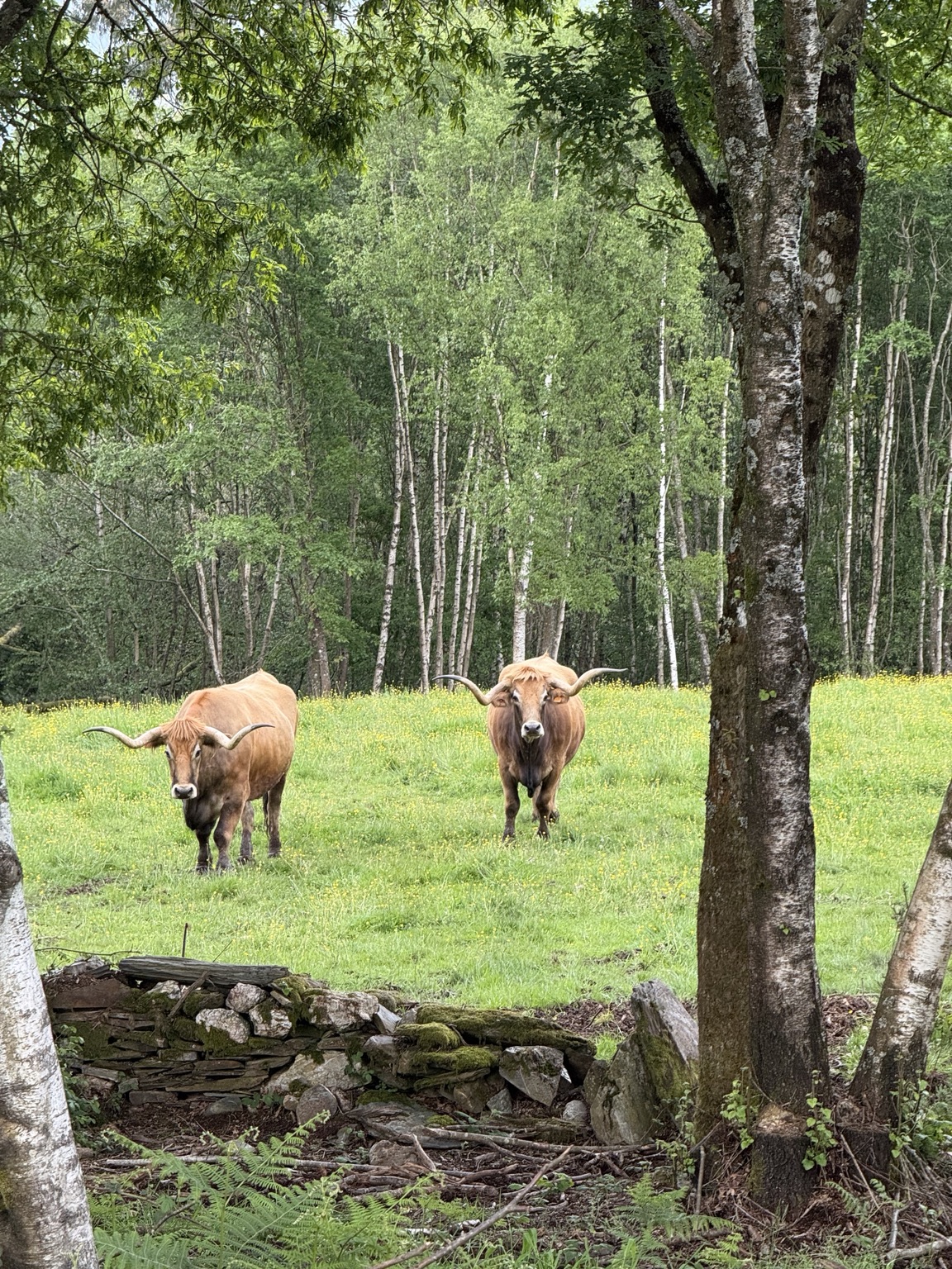 Animales en el entorno de la finca · Finca Terranoble