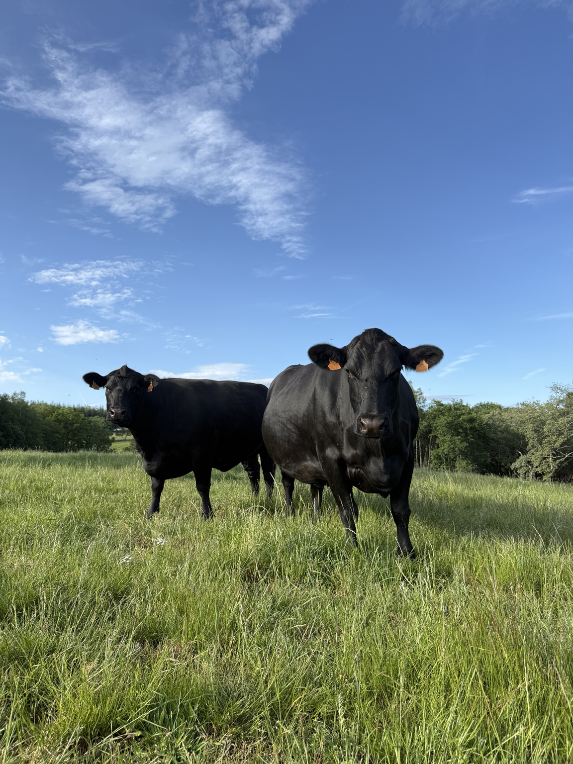 Vacuno de selección al aire libre · Finca Terranoble