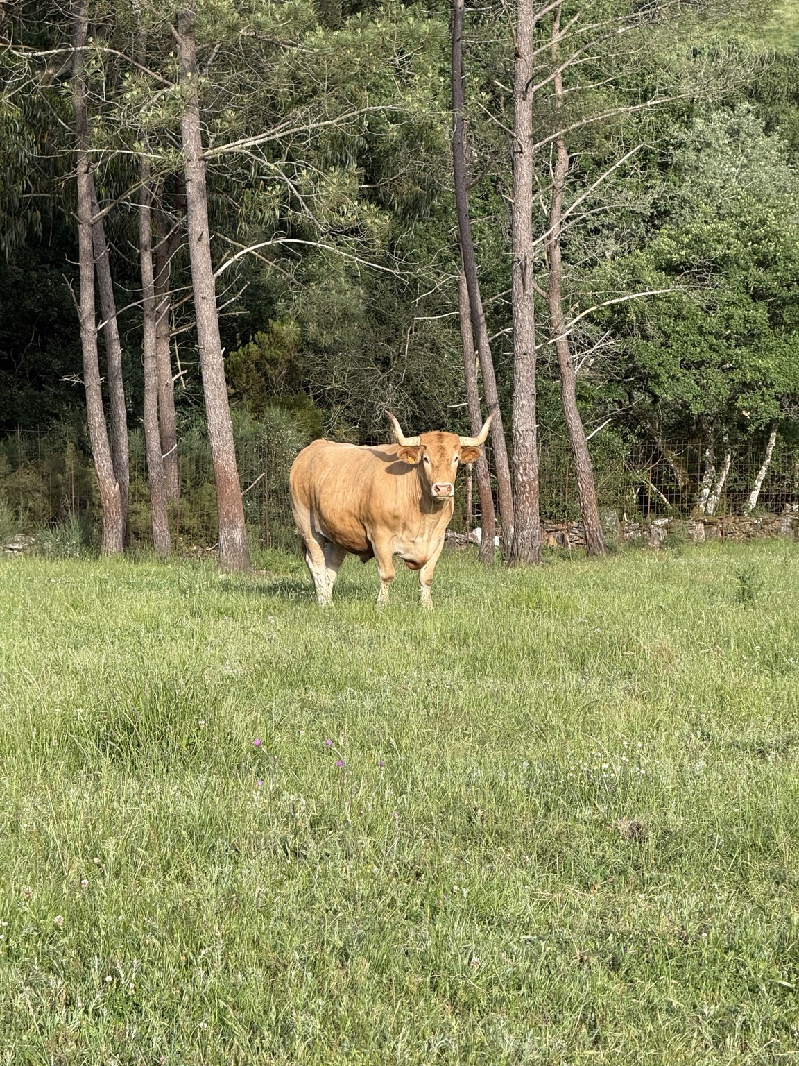 Vacuno mayor · selección en origen · Finca Terranoble