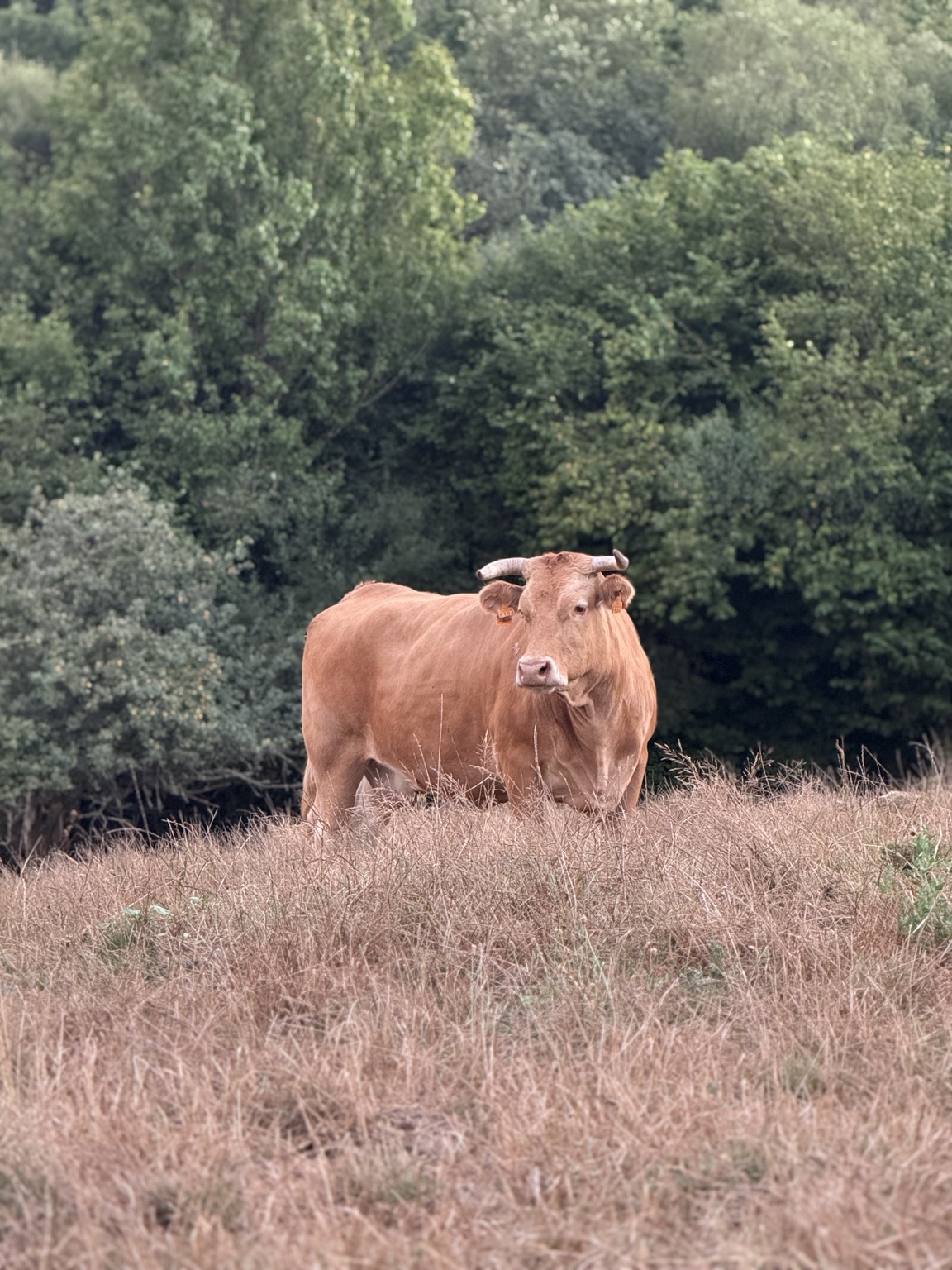 Vaca en el entorno de la finca · Finca Terranoble