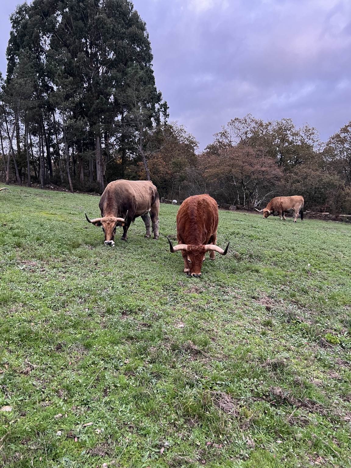 Highland · vida al aire libre · Finca Terranoble
