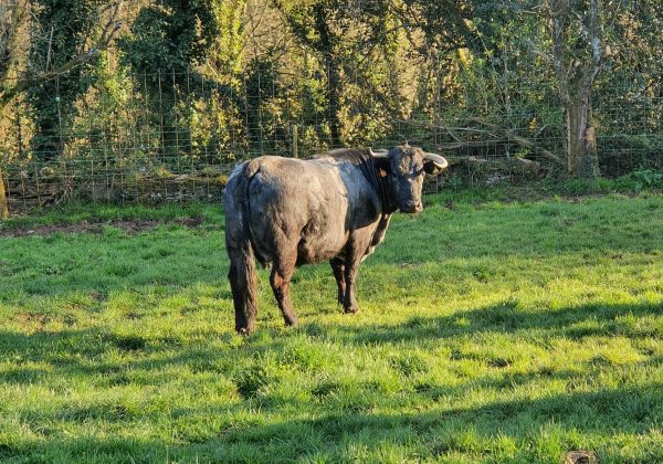 Vaca Morucha Terranoble